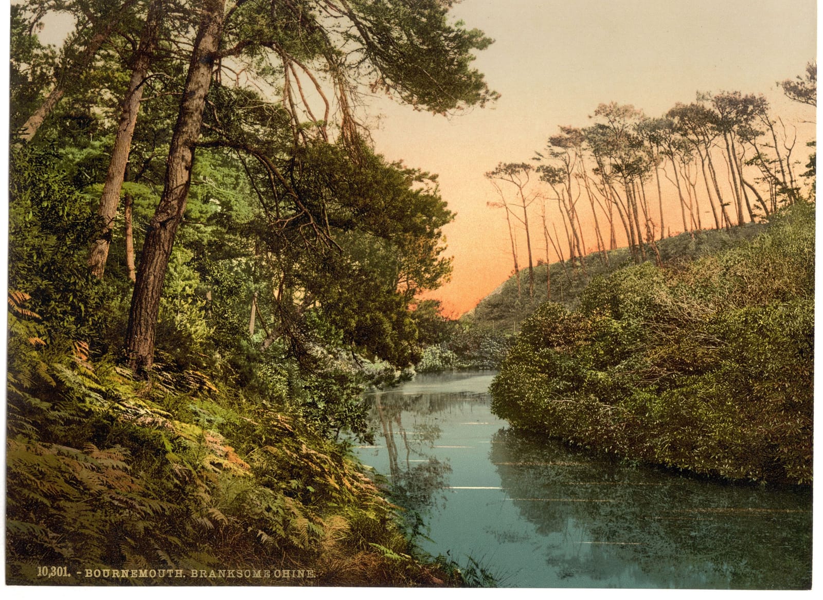 A stream winding through a wooded ravine of pines, lit by a pink evening sky.