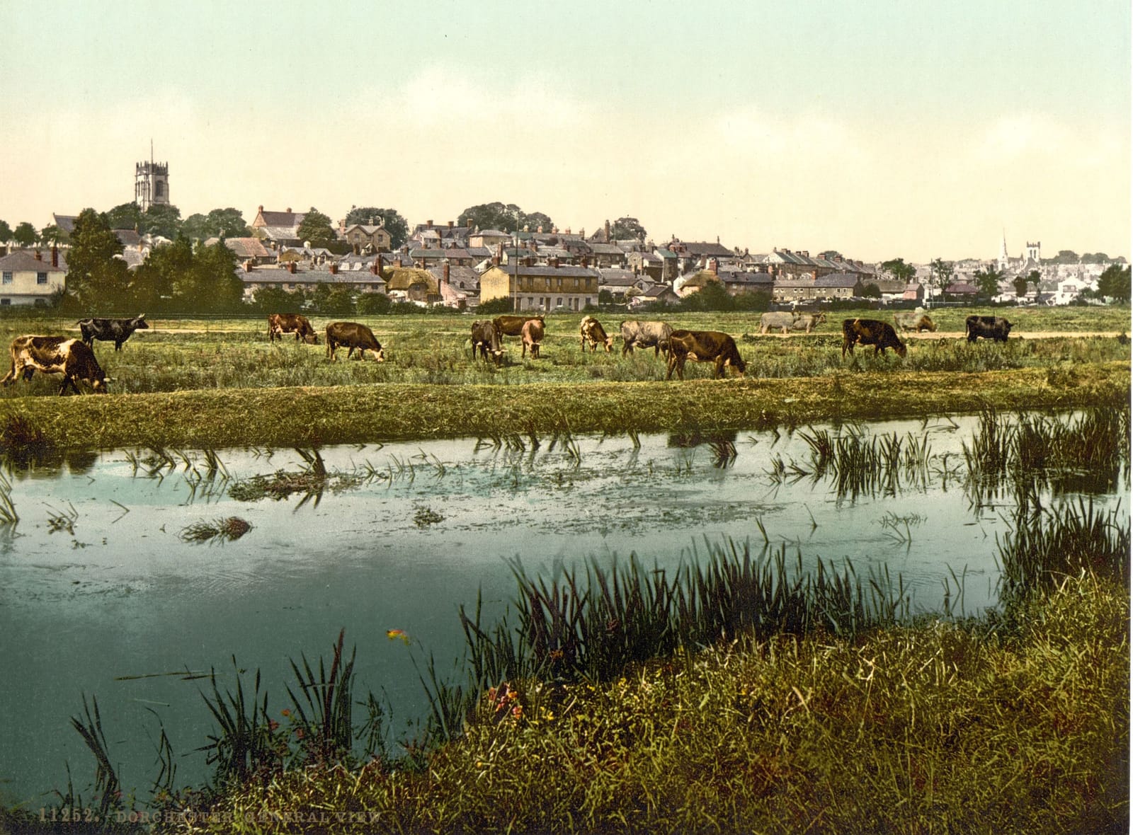 Cattle grazing by a reedy river, with the roofs and towers of Dorchester along the skyline.