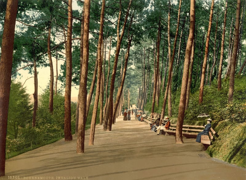 A shaded path with benches running between tall straight pine trees.